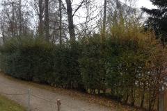 Hecke schneiden