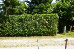 Hecke schneiden
