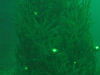 DSCI0738