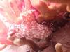 DSC03007
