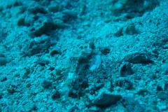 Rotes Meer 2014