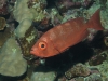 IMGP5264