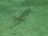 P1170061