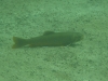 P1170066