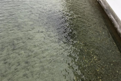 TG im Rhein