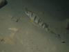 DSCI3244